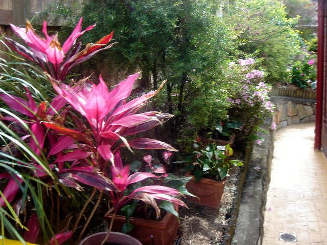 Murphy Garden 2010