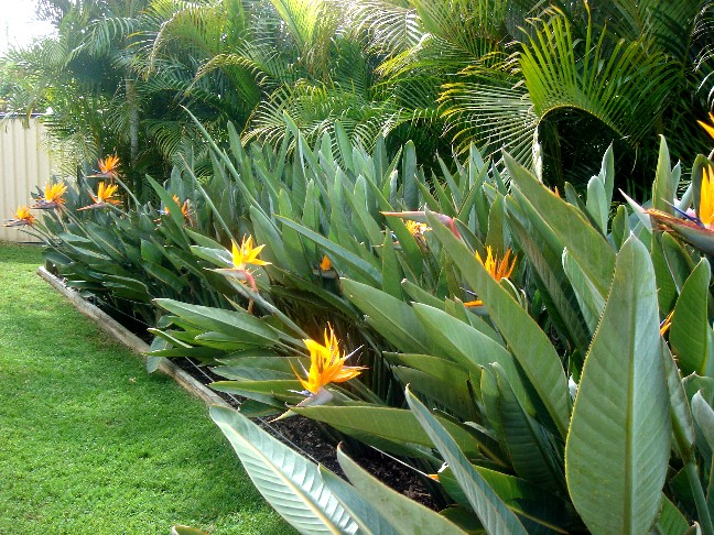 Steer Garden 2010