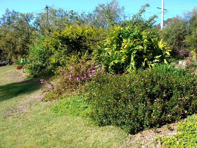 Geddes Garden 2010