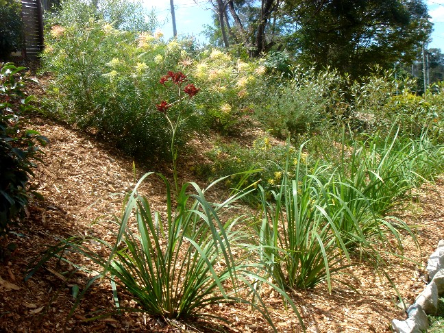 Mischke-Creagh Garden 2010