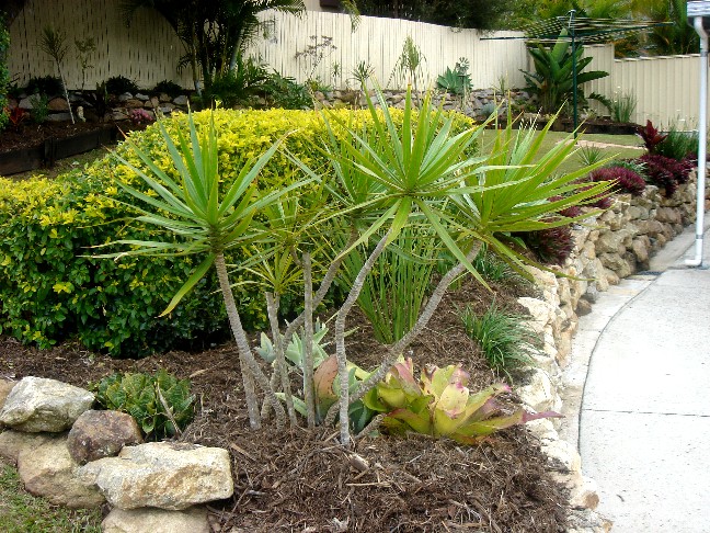 Yarnold Garden 2010