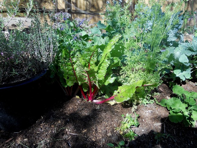 Coleman Garden 2011