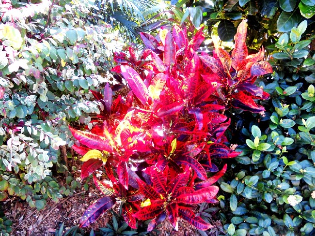 Fraser Garden 2011