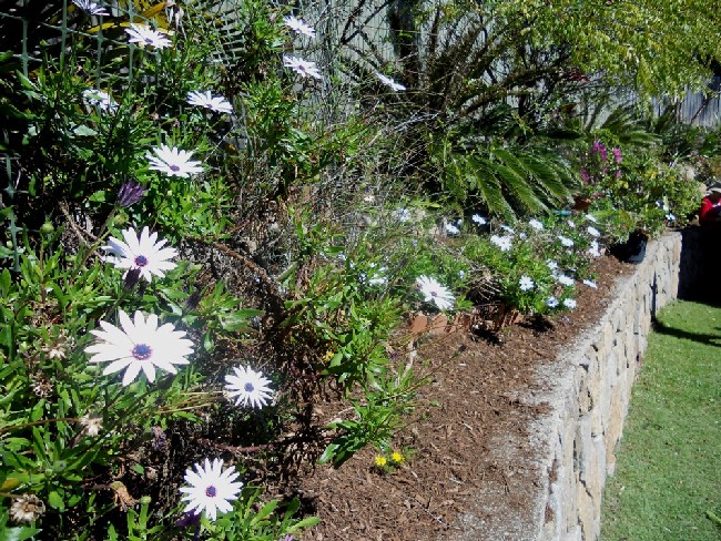 Selvakumar Garden 2011