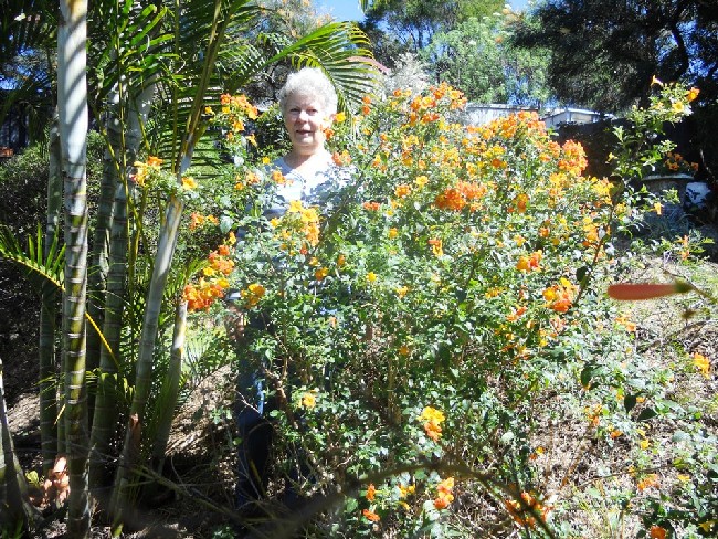 Sweeney Garden 2011