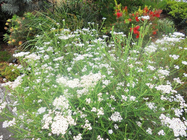 Creagh Garden 2012