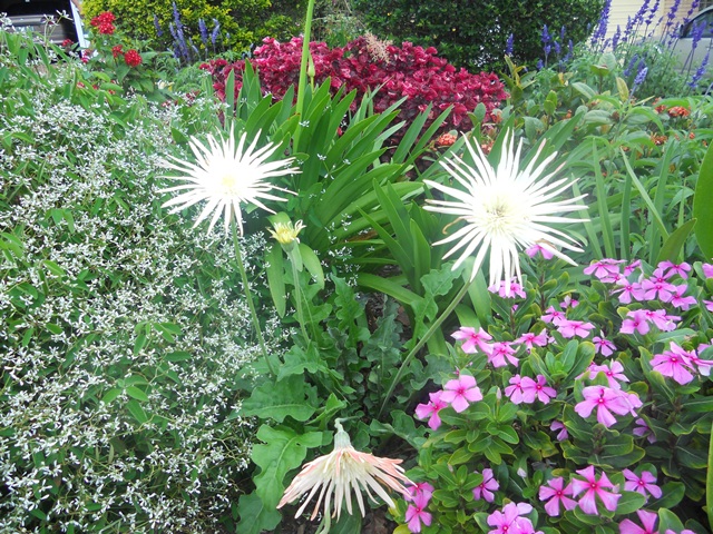 Ellerman Garden 2012