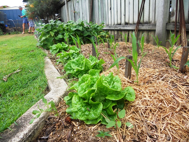 Ellerman Garden 2012