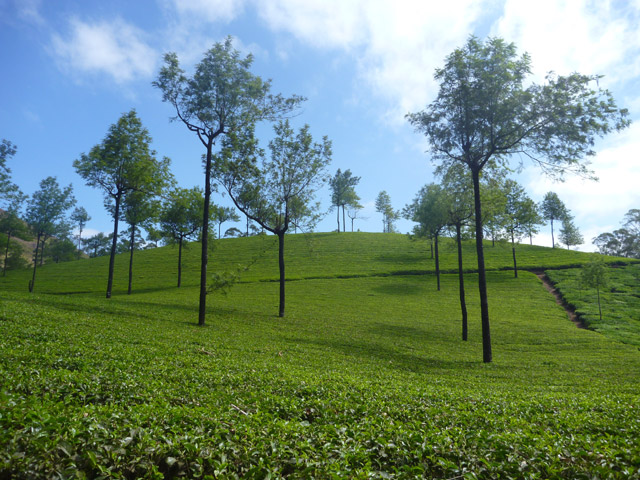 Other Picture of Ferny Hills